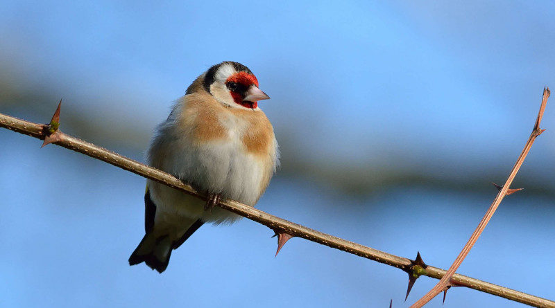 photo de Christophe Grousset